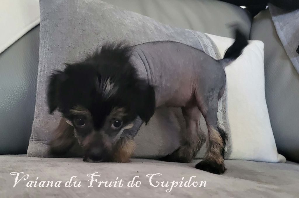 Du Fruit De Cupidon - Chiot disponible  - Chien chinois à crête