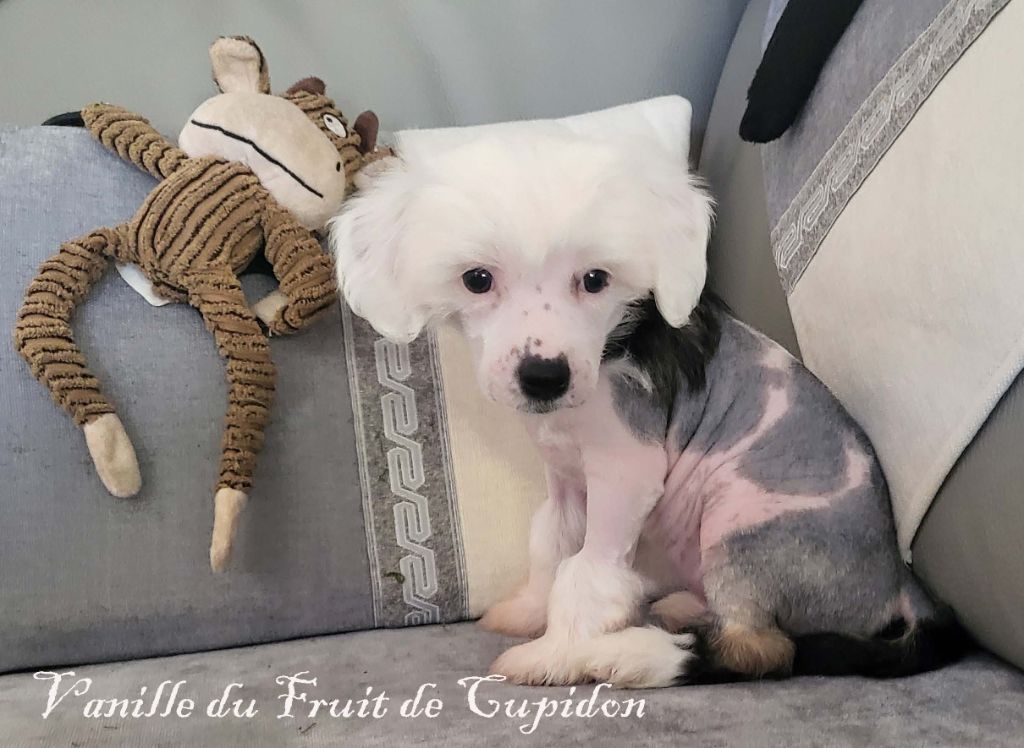 Du Fruit De Cupidon - Chiot disponible  - Chien chinois à crête