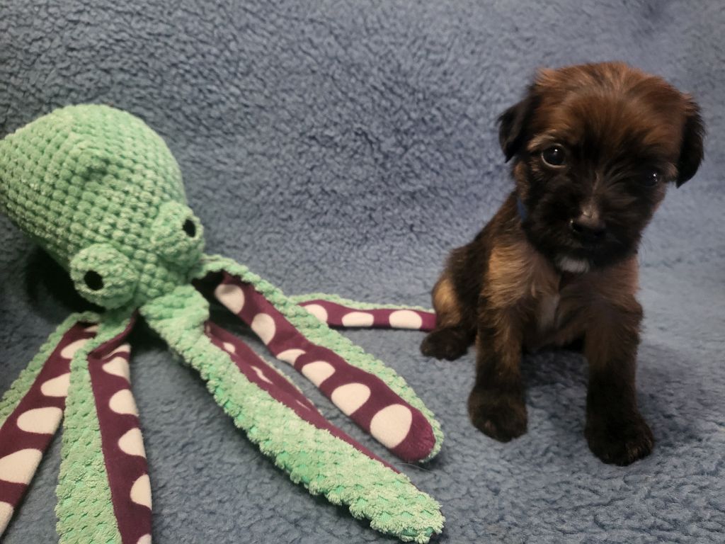 Du Fruit De Cupidon - Chiots disponibles - Chien chinois à crête